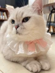 猫 乔