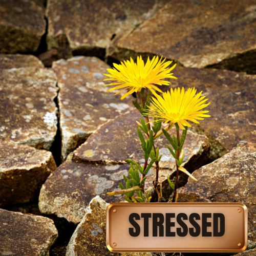 😊 Welcome! What's Your Financial Season? 💸