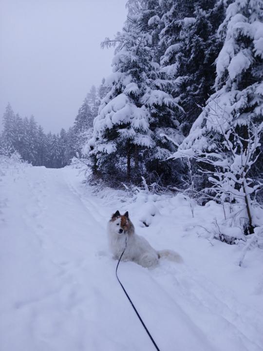 Elisabeth Kozubowski