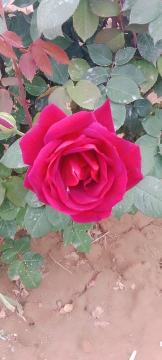 Shalal Javed