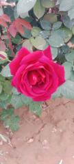 Shalal Javed