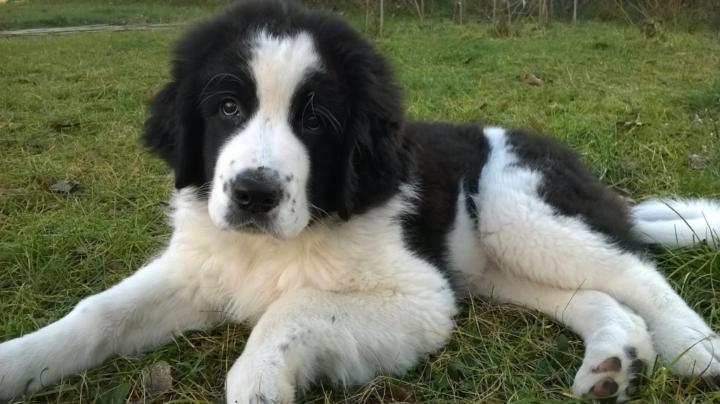 Franciszek Głowacki