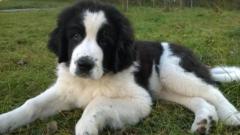 Franciszek Głowacki