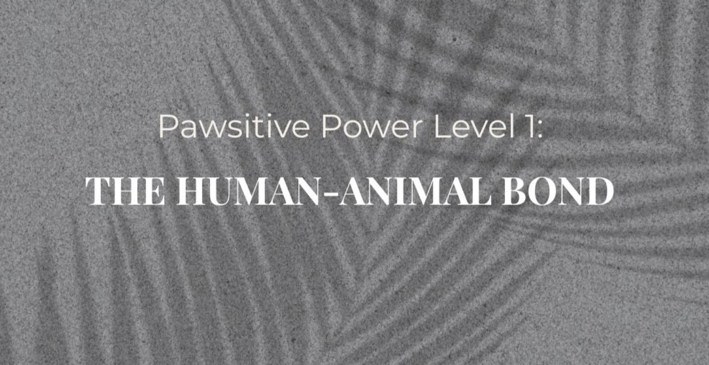 Pawsitive Power Level 1: THE HUMAN–ANIMAL BOND