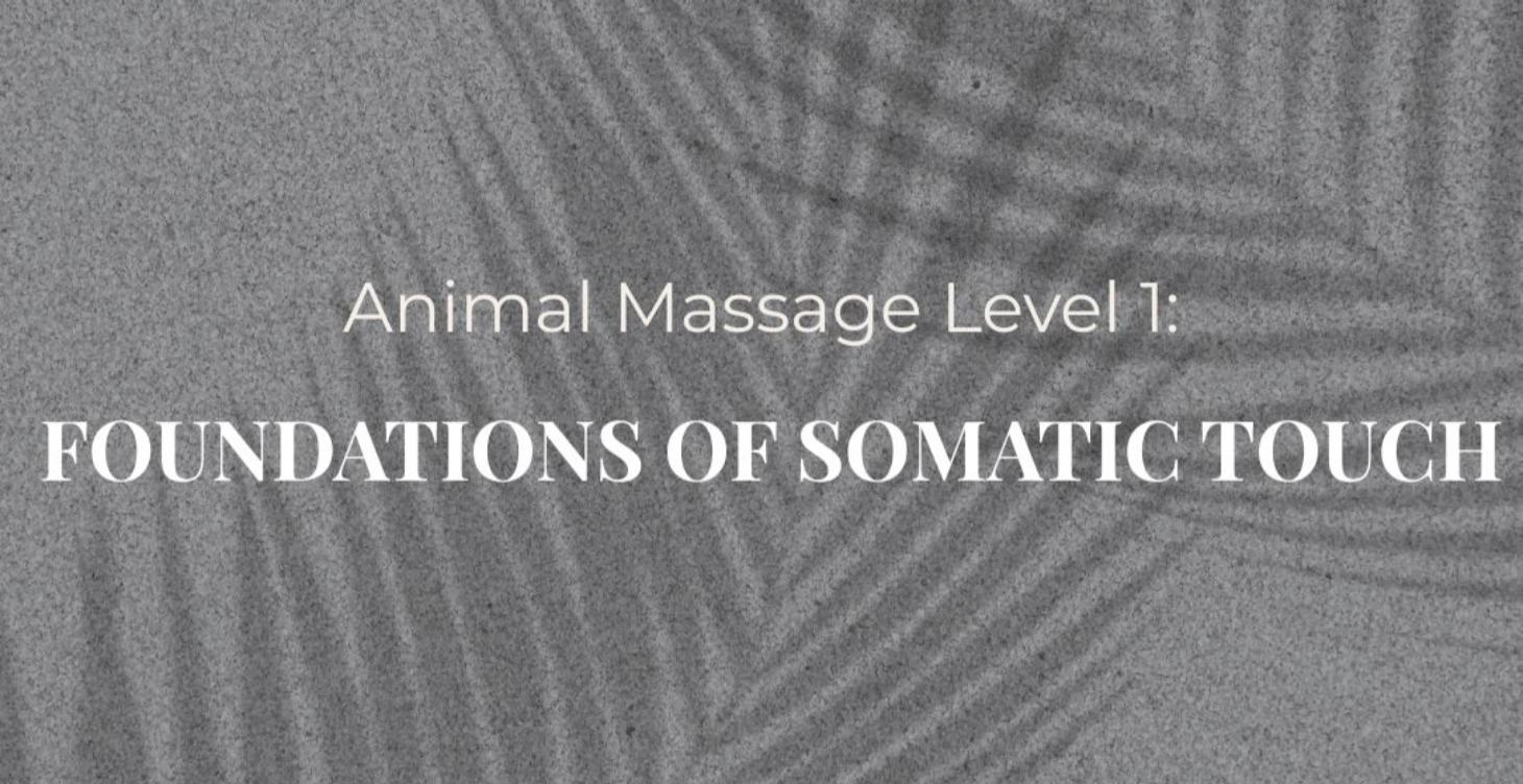 Animal Massage Level 1