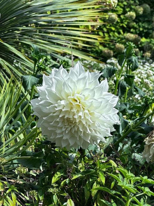 Varsha Radhakrishnan