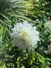 Varsha Radhakrishnan