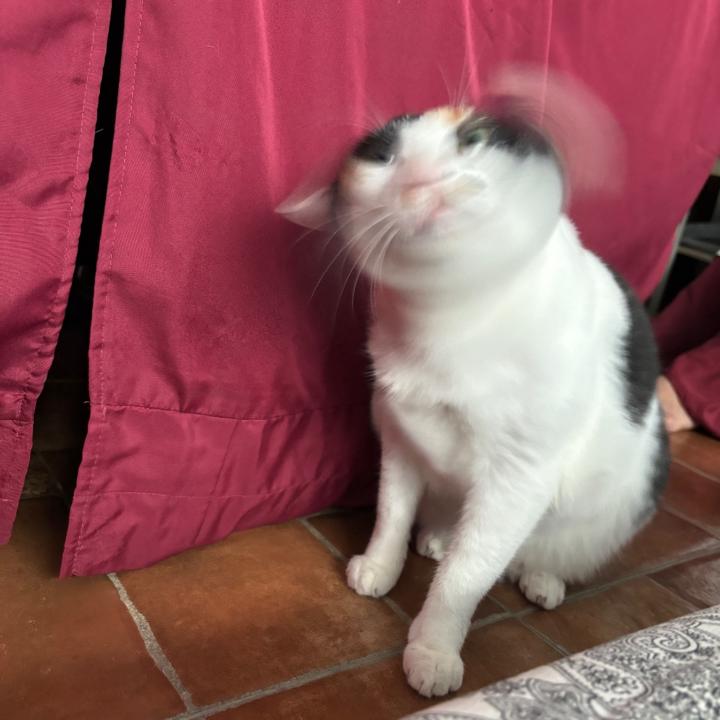 賴 玄唯