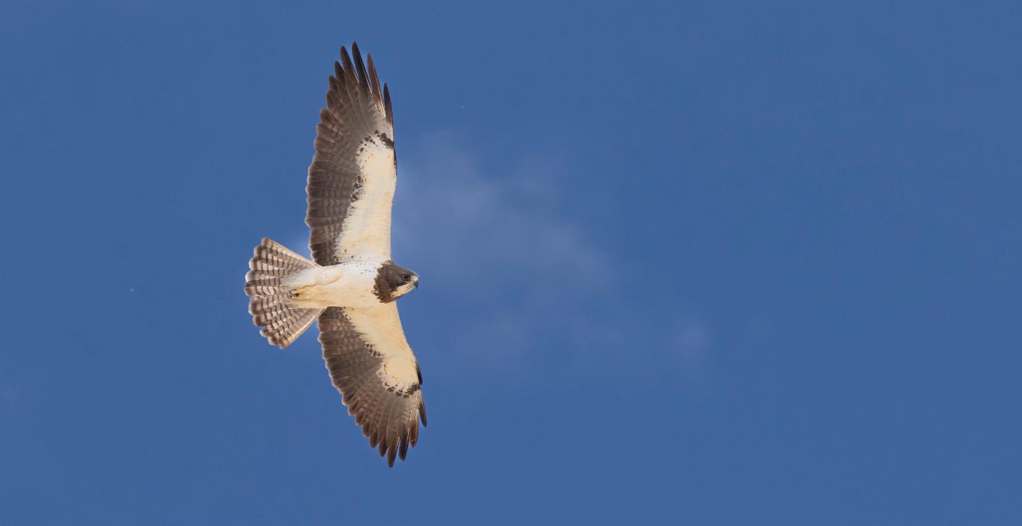 Birds of Prey of the Southwestern United States