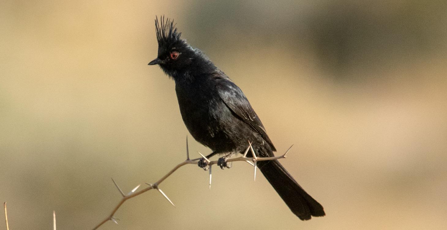 Birds of the Southwest Masterclass - June 2026