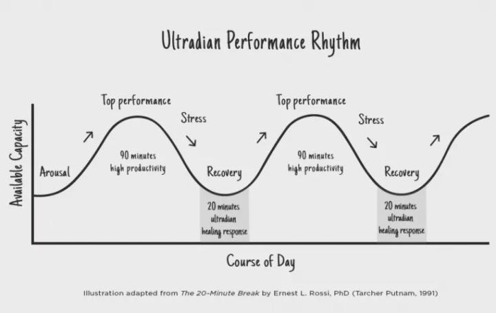 ⏱️ The Ultradian Rhythm: Your Body’s Natural Energy Cycles