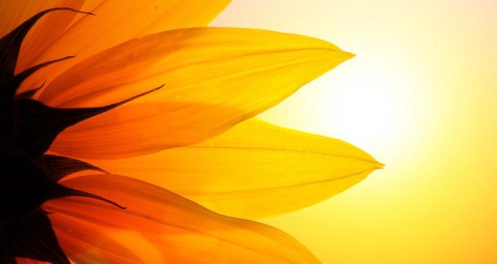 Holistic Leadership Network