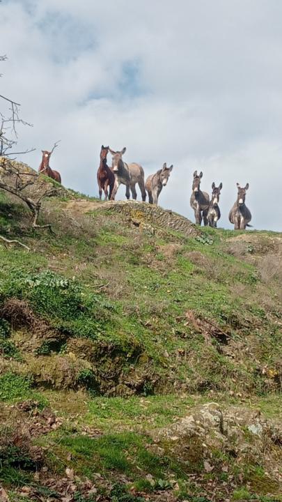 Anna Rachele Guerrini