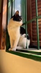 Facundo Ceballos Avila