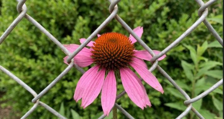 SoulBlossom: The Bloom Within