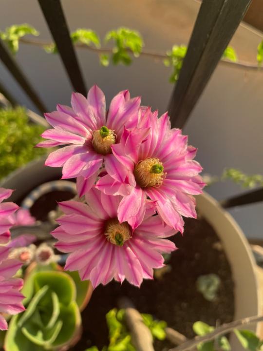 Joaquín Guerrero Navarro