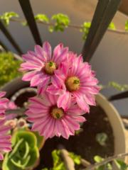 Joaquín Guerrero Navarro