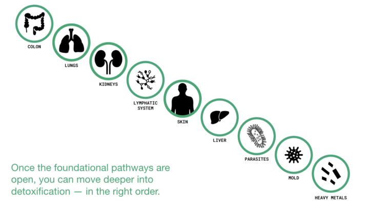Piensa en tus vías de desintoxicación como la plomería o los desagües de tu casa.