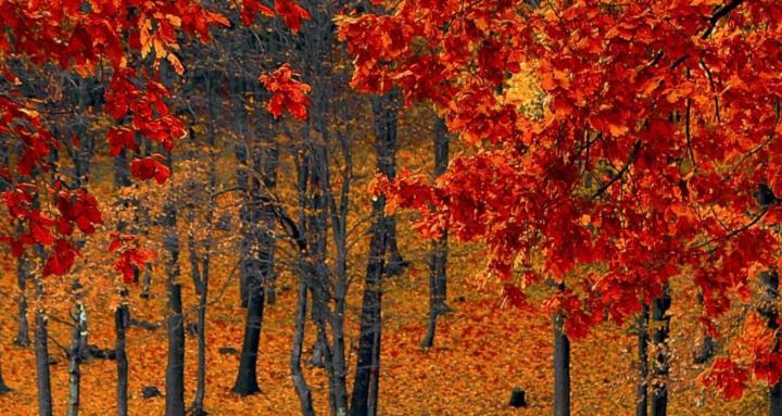 Free Donations Group