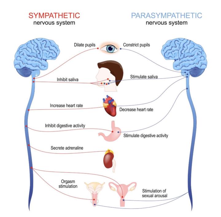 ❤️ Heart Rate Variability (HRV):