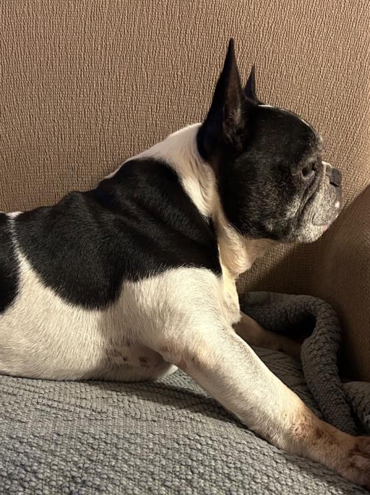 Monica Celeste Buonanoce