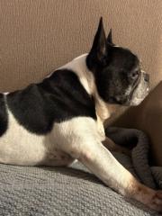 Monica Celeste Buonanoce