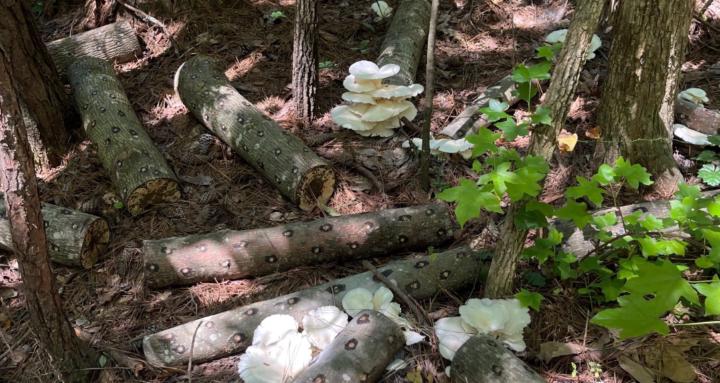 Backyard Entrepreneurs