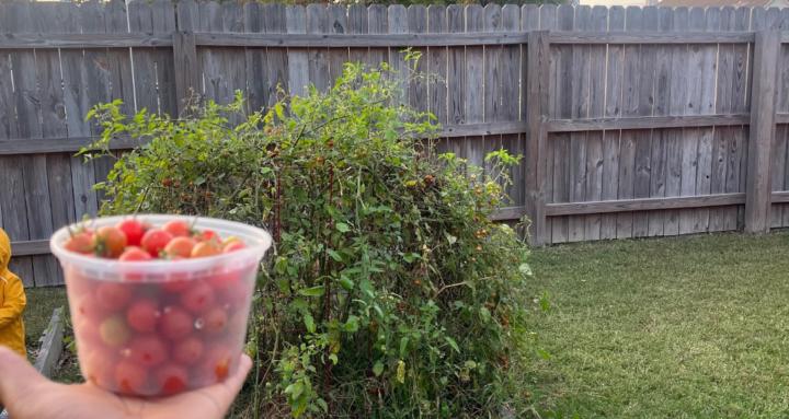 Wyld Lyfe Academy & Apothecary