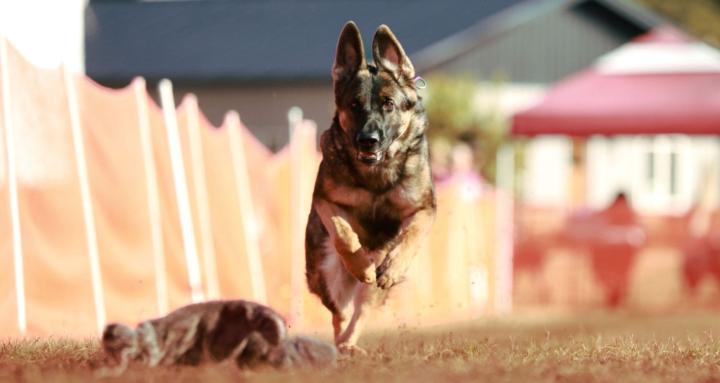 Black Beauty Behavioral Change