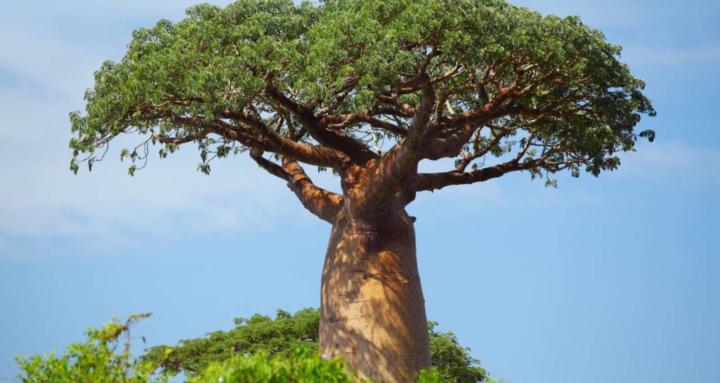 AfriWisdom Circle Of Akebulan