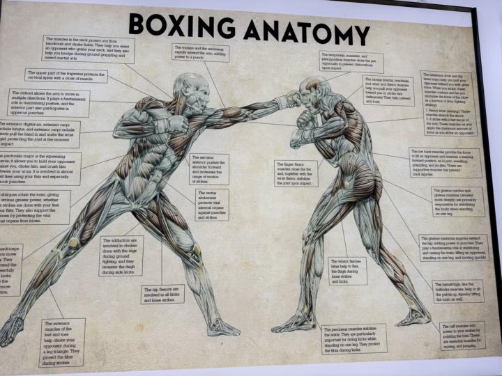 Boxing Anatomy…found this interesting at my gym away from home. 