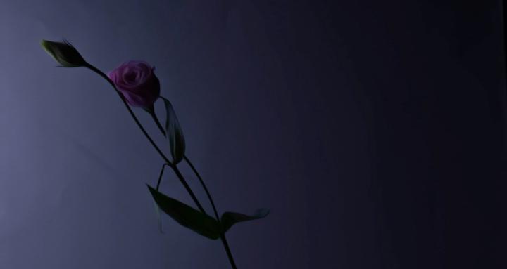 still life flowers