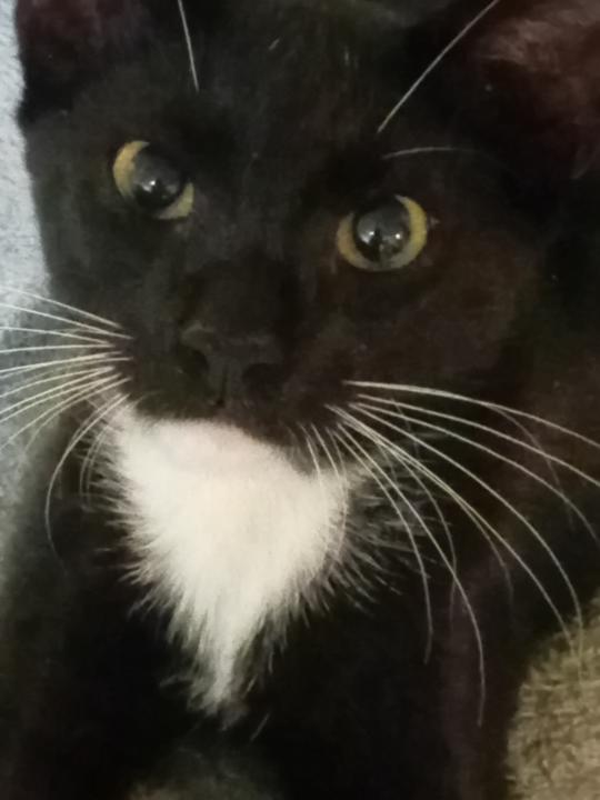 Lissette Matos custodio