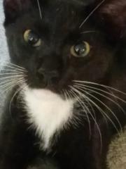 Lissette Matos custodio