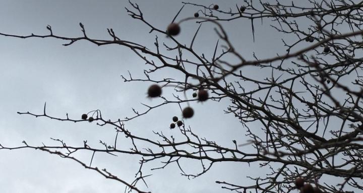 Thousand Leaves Herbalism