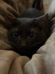 Scarlett Braithwaite