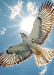 Гангэрэл Пүрэв