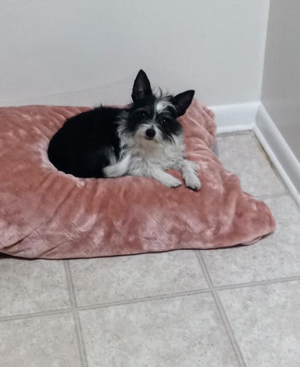 My fur daughter Gracie Mae 
