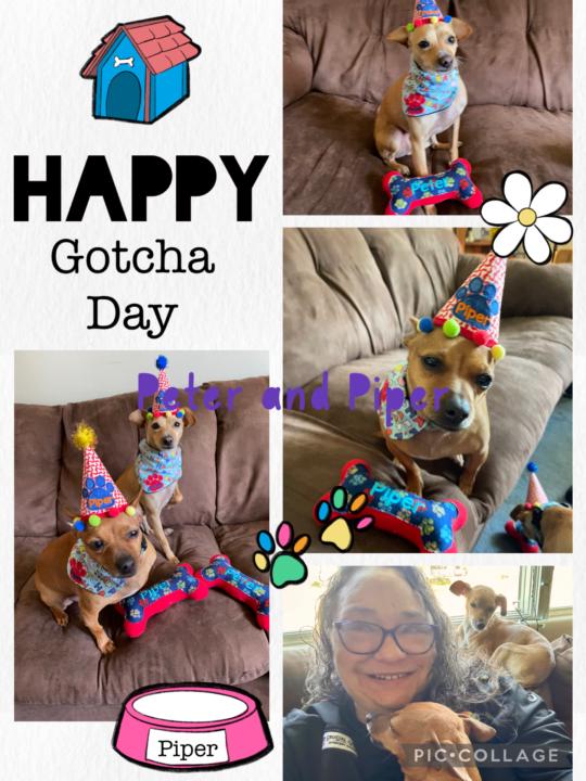 Gotcha Day