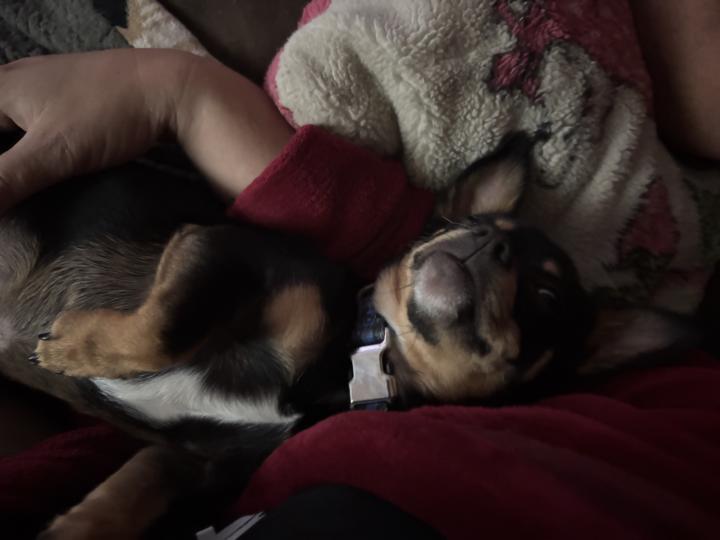 Being a pup is such a hard life