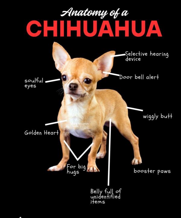 CHIHUAHUA 