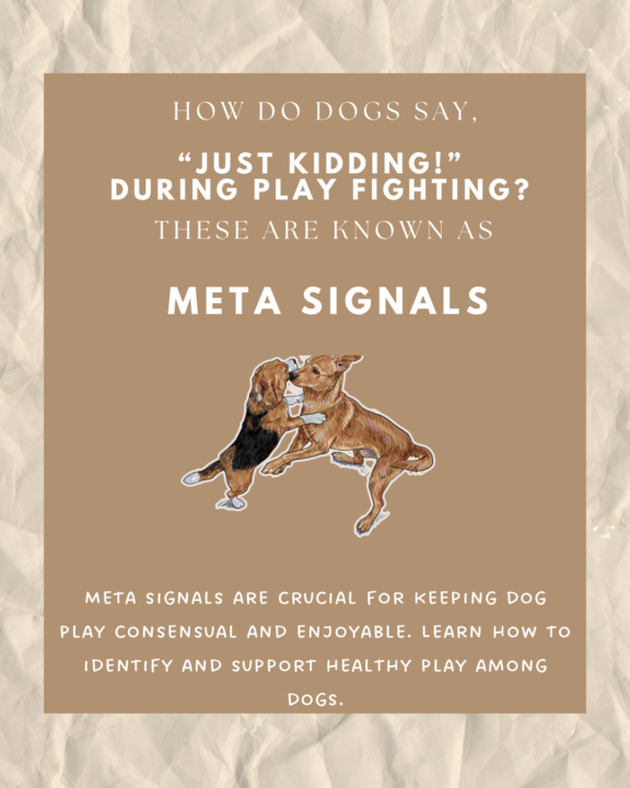 Dog Play - What are Meta Signals ?