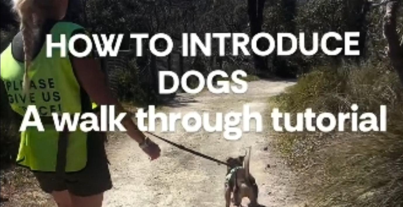 How To Introduce Dogs