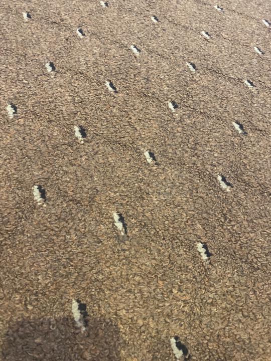 سالم الحارثي