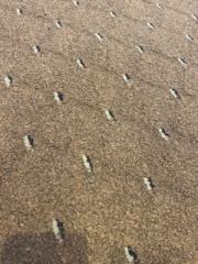 سالم الحارثي