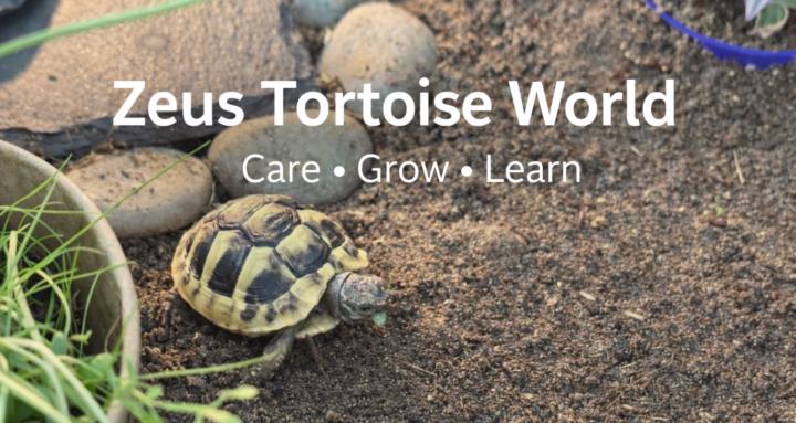 Zeus Tortoise World