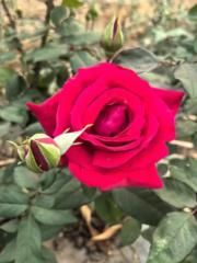 Nguyễn Thúy Quỳnh