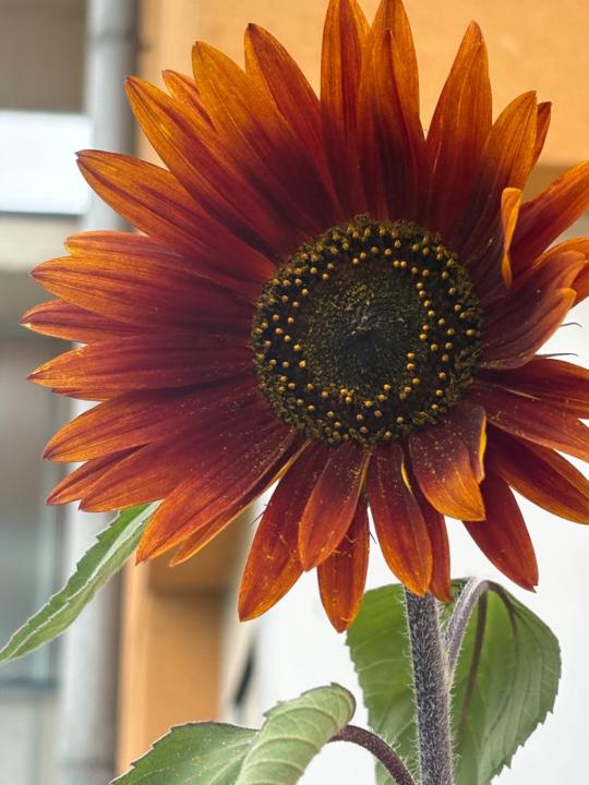 Lucía Fernández Revuelta