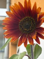 Lucía Fernández Revuelta