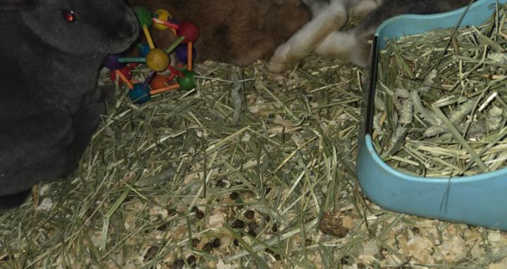 CHICKENS, DUCKS AND RABBITS